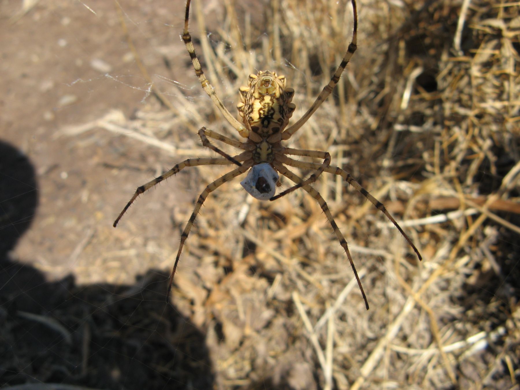 Argiope lobata